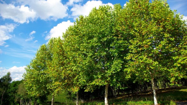 Дагестанский платан представит Россию на конкурсе &laquo;Европейское дерево года &ndash; 2021&raquo;
