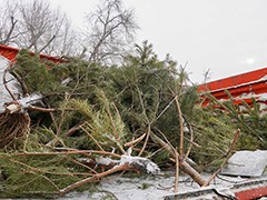 В Воронеже переработали уже более полутора тысяч елок, оставшихся после новогодних праздников