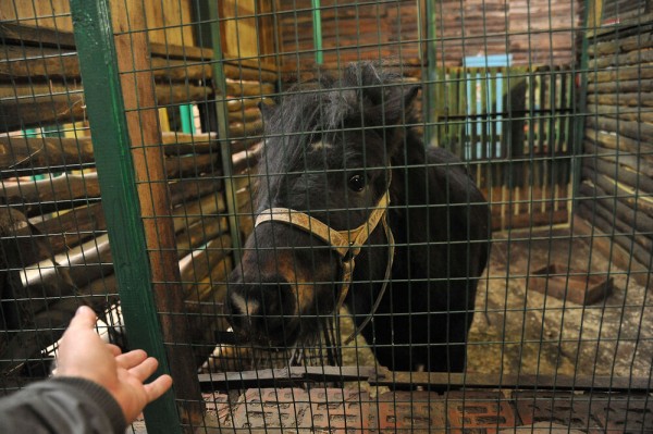 Больницы, почта, МФЦ. График работы воронежских учреждений на новогодних каникулах
