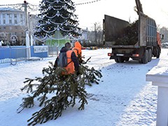 В Воронеже переработали уже более полутора тысяч елок, оставшихся после новогодних праздников