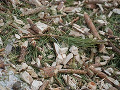 В Воронеже переработали уже более полутора тысяч елок, оставшихся после новогодних праздников