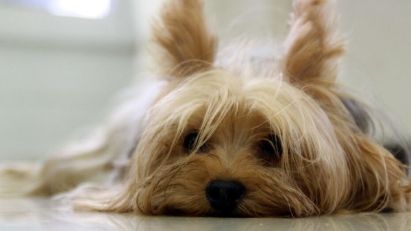 Из-за йоркширских терьеров жительница Воронежа отдала сбережения аферистам