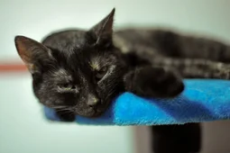 Из-за йоркширских терьеров жительница Воронежа отдала сбережения аферистам