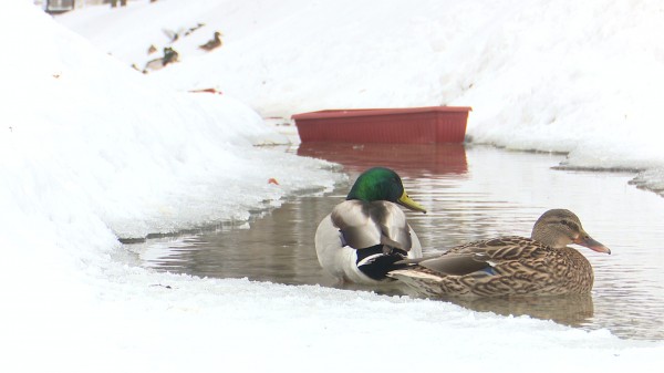 Утки в Центральном парке оказались в опасности из-за желания воронежцев их накормить