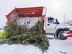 В Воронеже переработали уже более полутора тысяч елок, оставшихся после новогодних праздников