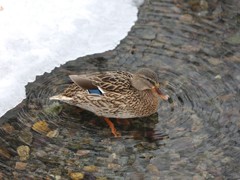 В Воронеже проходит акция &laquo;Покорми птиц зимой&raquo;
