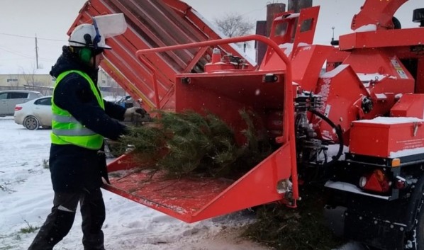 В Воронеже после праздников переработали уже 12 кубометров новогодних елок