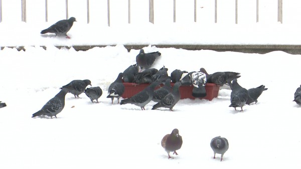 Утки в Центральном парке оказались в опасности из-за желания воронежцев их накормить