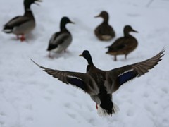 В Воронеже проходит акция &laquo;Покорми птиц зимой&raquo;