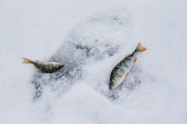 Перед рыбой &ndash; на колени. В Воронеже прошли соревнования Кубка области по ловле на мормышку