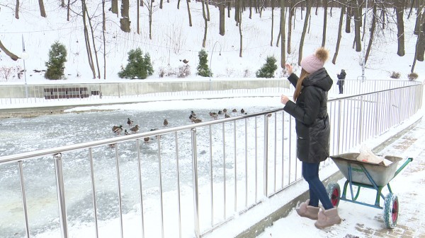Утки в Центральном парке оказались в опасности из-за желания воронежцев их накормить