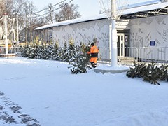 В Воронеже переработали уже более полутора тысяч елок, оставшихся после новогодних праздников