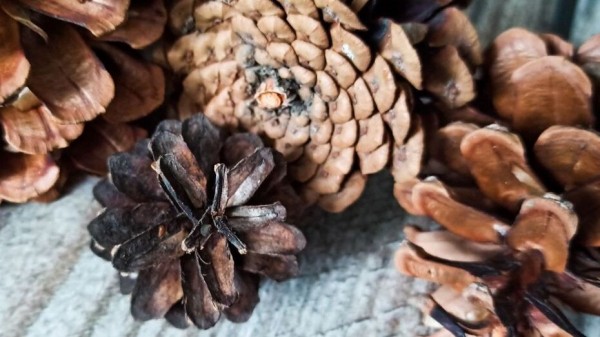 В Воронежской области заготовили 15 тонн сосновых шишек