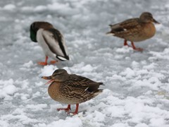 В Воронеже проходит акция &laquo;Покорми птиц зимой&raquo;