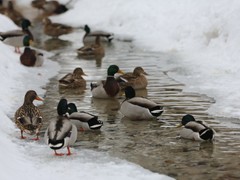 В Воронеже проходит акция &laquo;Покорми птиц зимой&raquo;