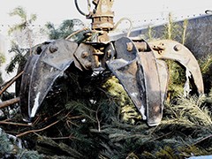 В Воронеже переработали уже более полутора тысяч елок, оставшихся после новогодних праздников