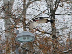 В Воронеже проходит акция &laquo;Покорми птиц зимой&raquo;