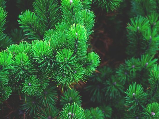 После праздников в Воронеже переработали уже 12 кубометров елок