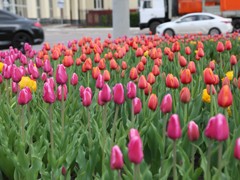 В Воронеже в этом году обустроят около двух сотен цветников