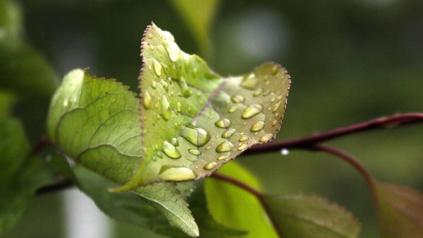 Дожди сменят аномальную жару на рабочей неделе в Воронеже