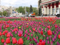 В Воронеже в этом году обустроят около двух сотен цветников