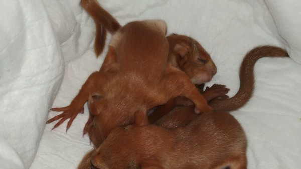 В Воронеже спасли пятерых новорожденных бельчат