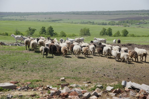 Заброшенные хутора: как пустеют воронежские деревни. Долгинка