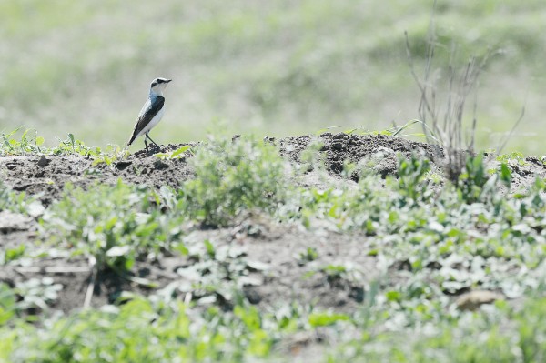 Заброшенные хутора: как пустеют воронежские деревни. Долгинка