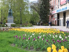 В Воронеже в этом году обустроят около двух сотен цветников