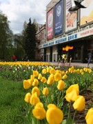 В Воронеже в этом году обустроят около двух сотен цветников