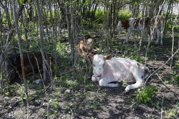 Заброшенные хутора: как пустеют воронежские деревни. Долгинка