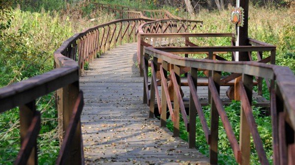 Заповедник пригласил воронежцев на &laquo;Ночь соловья&raquo;