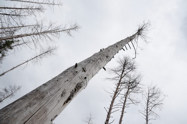 &laquo;Все тут по закону&raquo;. Сосновый лес в центре Воронежской области &ndash; под угрозой исчезновения?