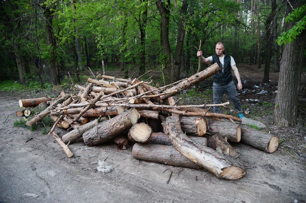 &laquo;Вырубили здоровые сосны&raquo;. Участок у Северного леса оказался в центре скандала
