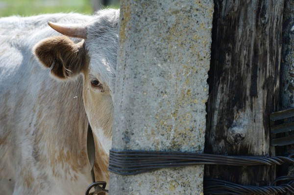 Заброшенные хутора: как пустеют воронежские деревни. Долгинка