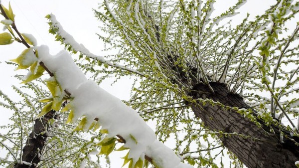 Главный метеоролог Воронежской области: &laquo;Погода станет весенней после 28 апреля&raquo;