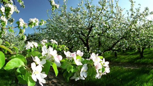 Потепление придет в Воронеж сразу после майских праздников