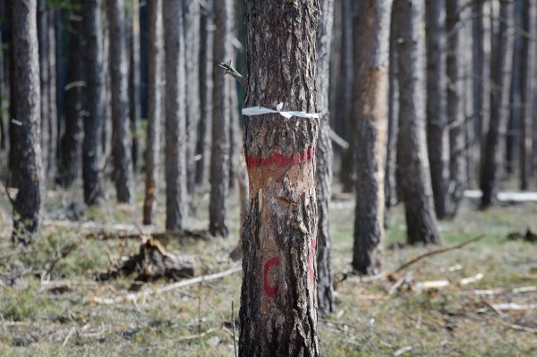 &laquo;Все тут по закону&raquo;. Сосновый лес в центре Воронежской области &ndash; под угрозой исчезновения?