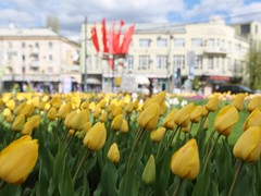 В Воронеже в этом году обустроят около двух сотен цветников