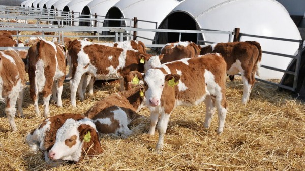 Воронежская область за год привлекла 51 млрд рублей инвестиций в АПК