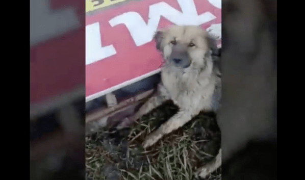 Под Воронежем рекламный баннер рухнул на землю и смертельно ранил собаку