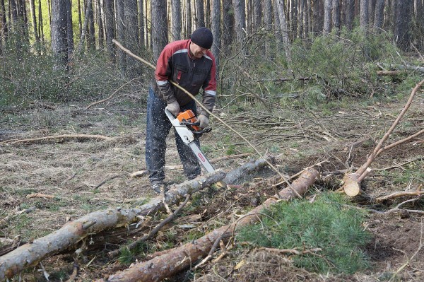 &laquo;Все тут по закону&raquo;. Сосновый лес в центре Воронежской области &ndash; под угрозой исчезновения?