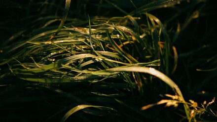 В Воронежской области женщина и ребёнок попали в больницу после укусов неизвестных змей