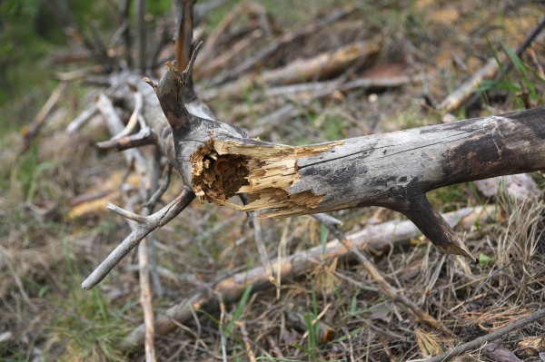 &laquo;Все тут по закону&raquo;. Сосновый лес в центре Воронежской области &ndash; под угрозой исчезновения?