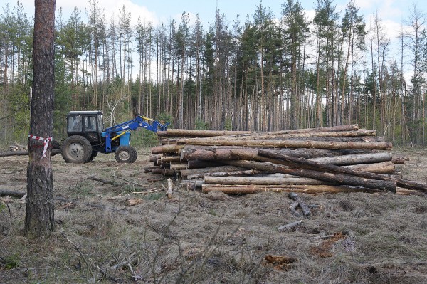 &laquo;Все тут по закону&raquo;. Сосновый лес в центре Воронежской области &ndash; под угрозой исчезновения?