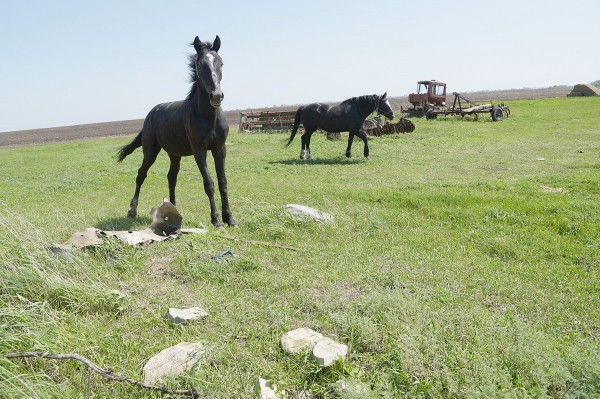 Заброшенные хутора: как пустеют воронежские деревни. Долгинка