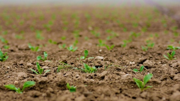 Воронежские предприятия &laquo;Продимекс&raquo; завершили сев сахарной свеклы и пересев яровых культур