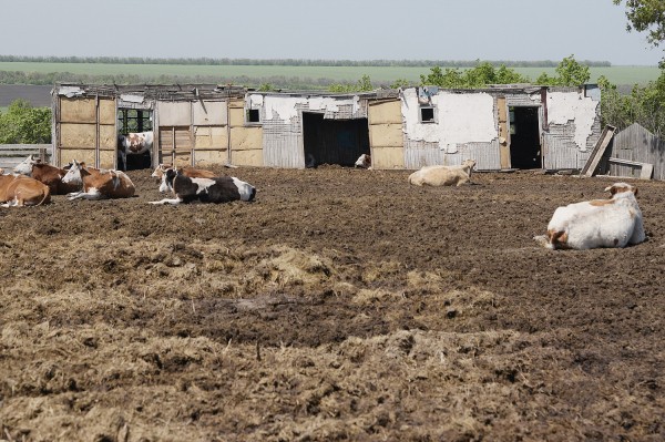 Заброшенные хутора: как пустеют воронежские деревни. Долгинка