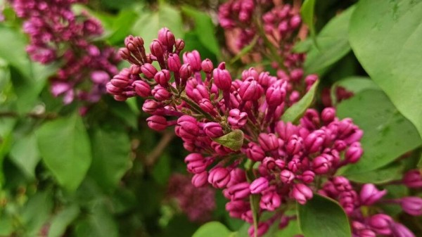 Теплые майские выходные ожидают воронежцев