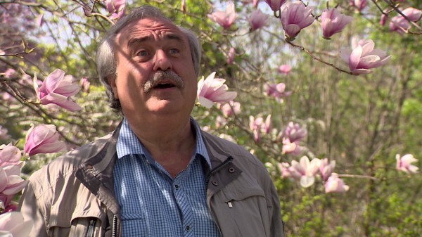 В Воронеже зацвёл сад разноцветных магнолий 